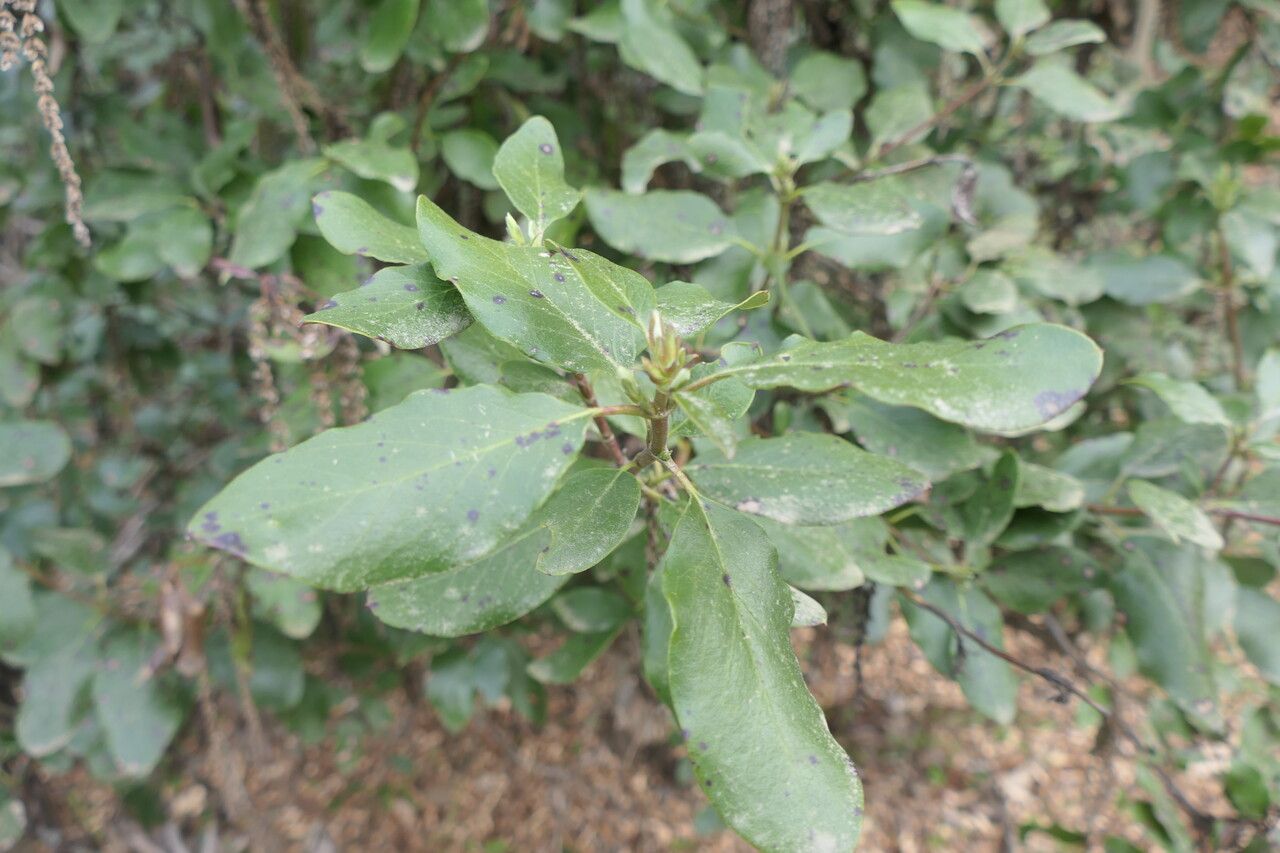 Garrya × issaquahensis — houseplant care guide