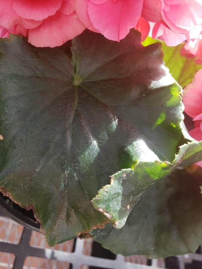 Begonia spp. — houseplant care guide