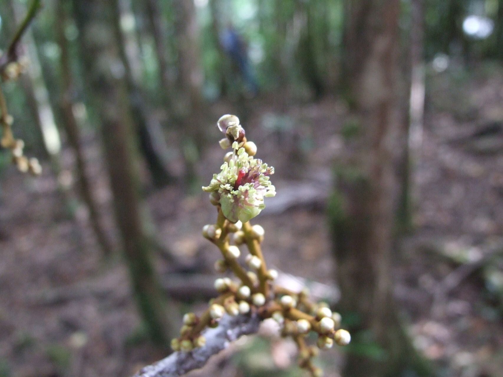 Symplocos arborea flower
