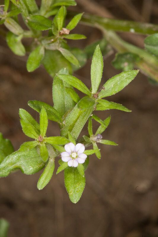 Legousia hybrida flower