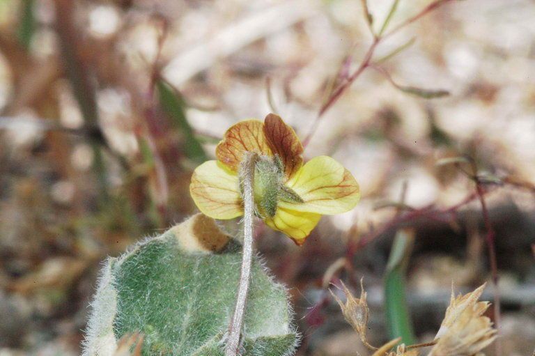 Viola purpurea fruit