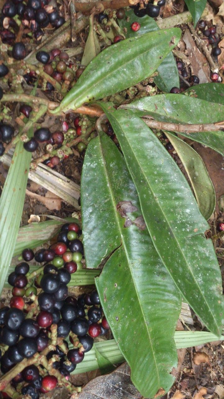 Ardisia fimbrillifera — houseplant care guide