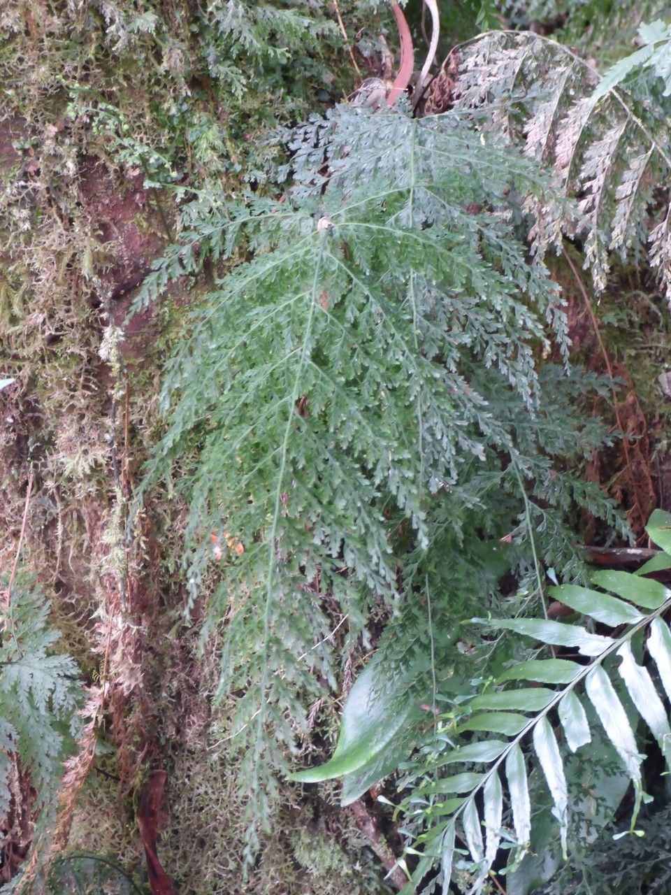 Vandenboschia gigantea leaf