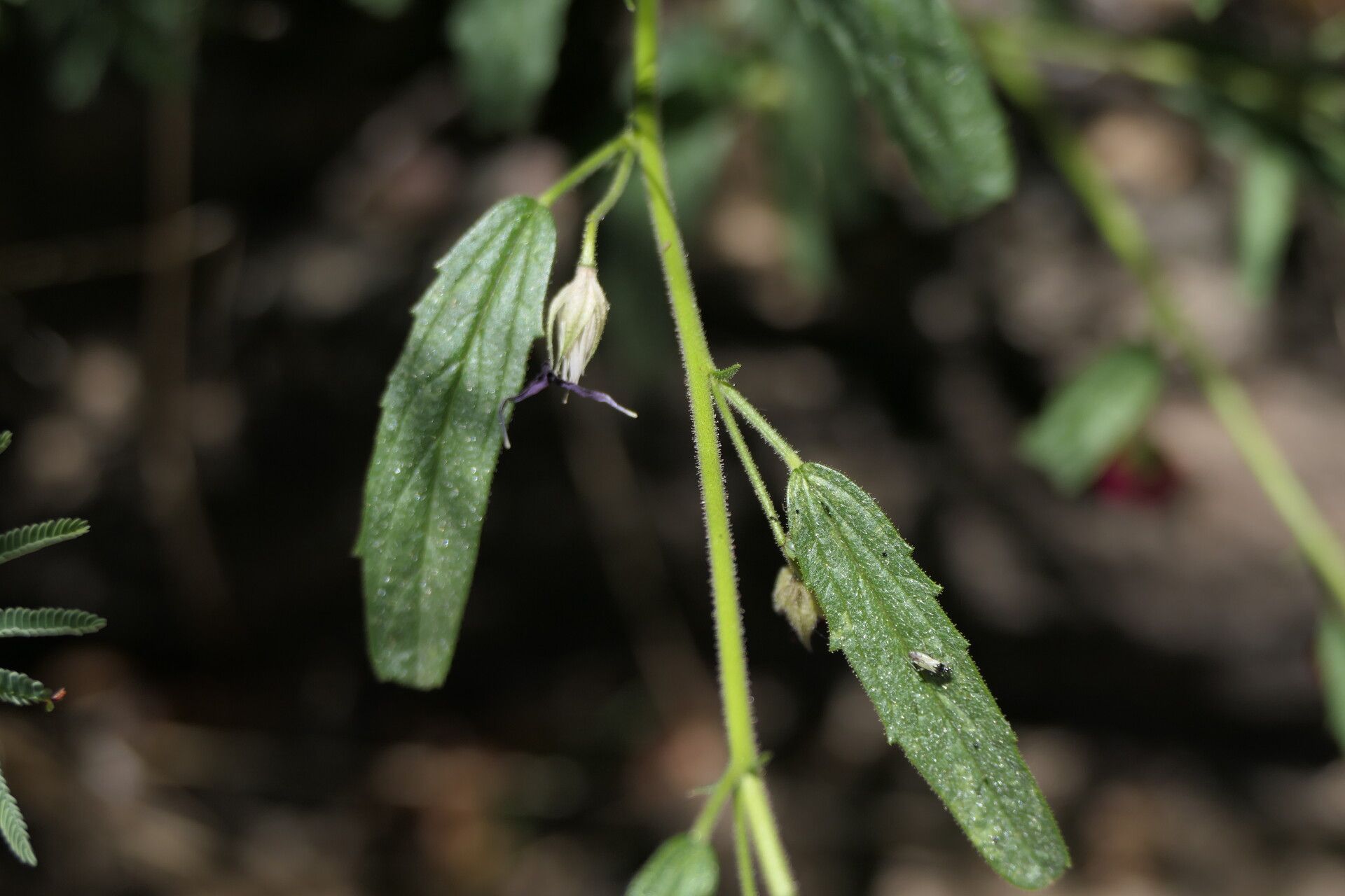Hermannia affinis bark