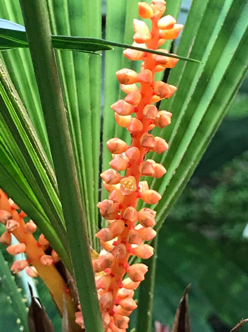 Dendrobium wenzelii flower
