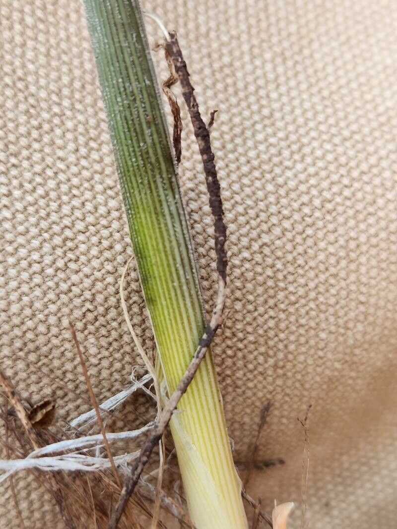 Chlorophytum pendulum bark