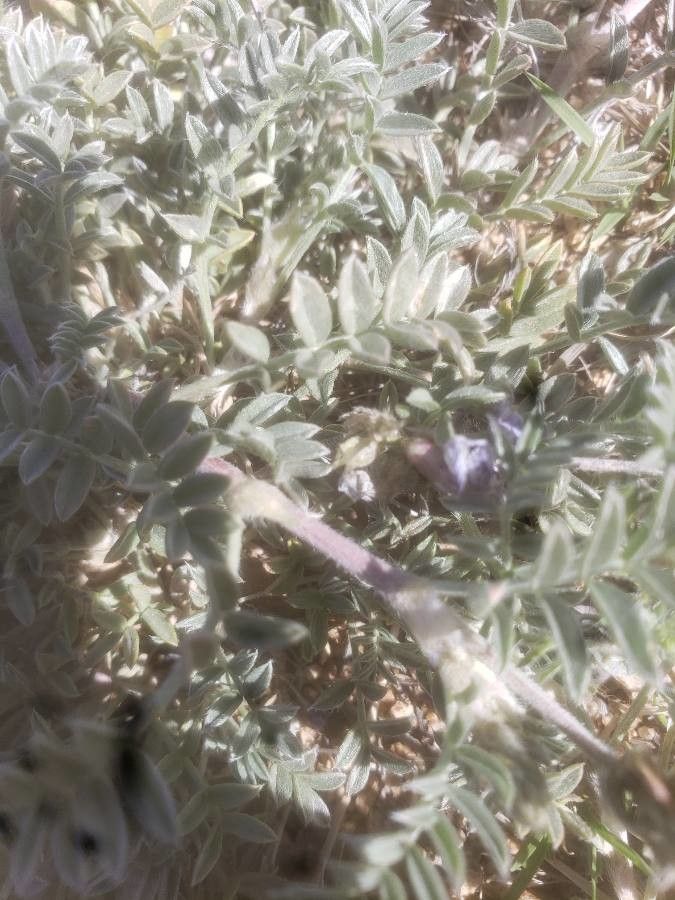 Astragalus lentiginosus leaf