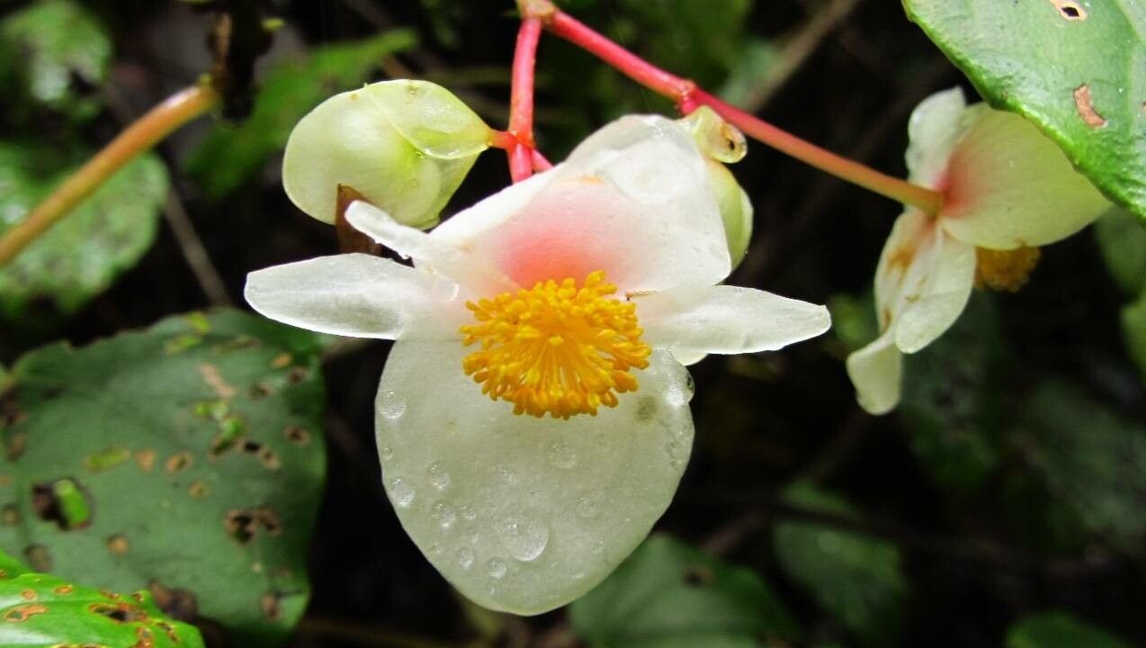 Begonia glabra flower