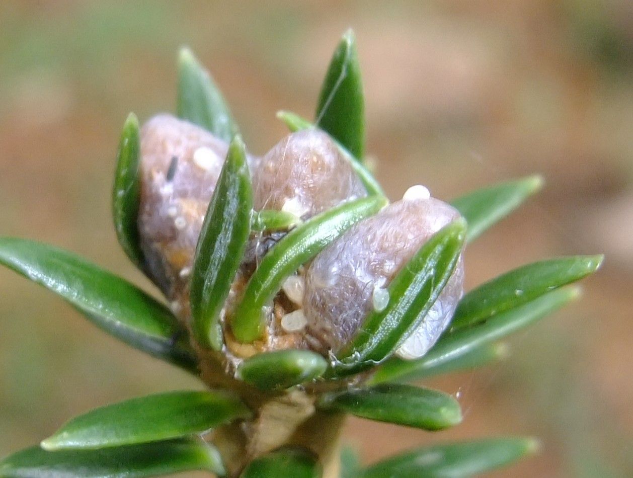 Abies nebrodensis flower