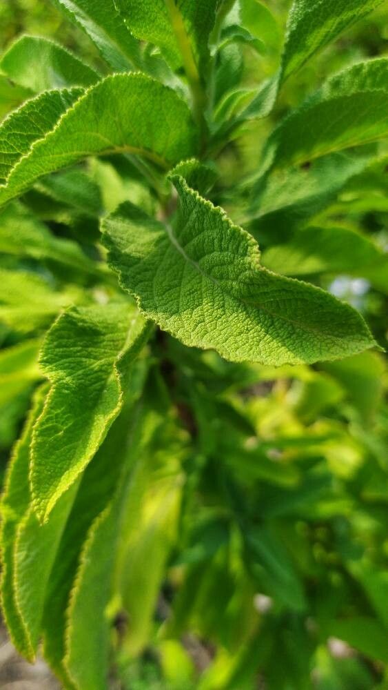 Salvia somalensis — houseplant care guide
