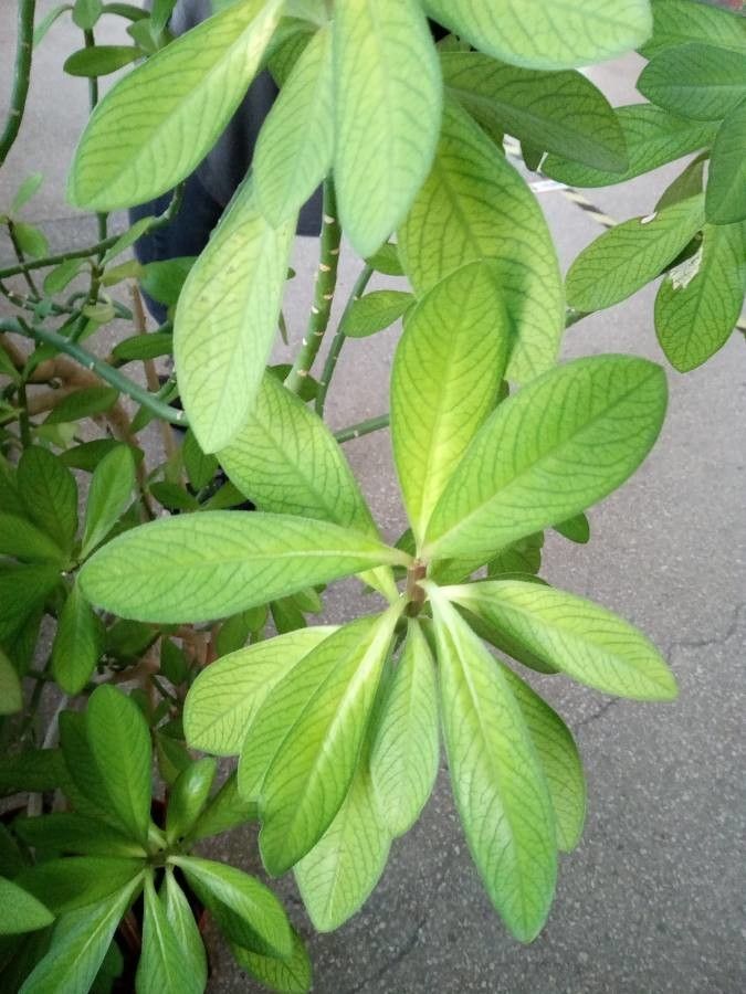 Himatanthus drasticus — search result for 'Venezuela'