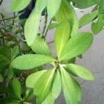 Himatanthus drasticus