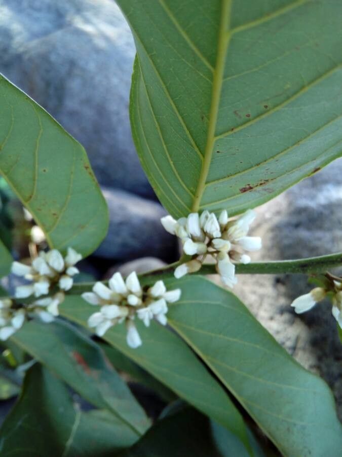 Dalbergia ecastaphyllum flower
