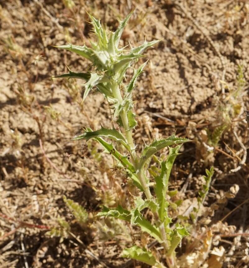 Carlina lanata — search result for 'Carlina'