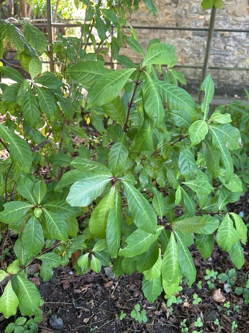 Fuchsia scherffiana — search result for 'Fuchsia'