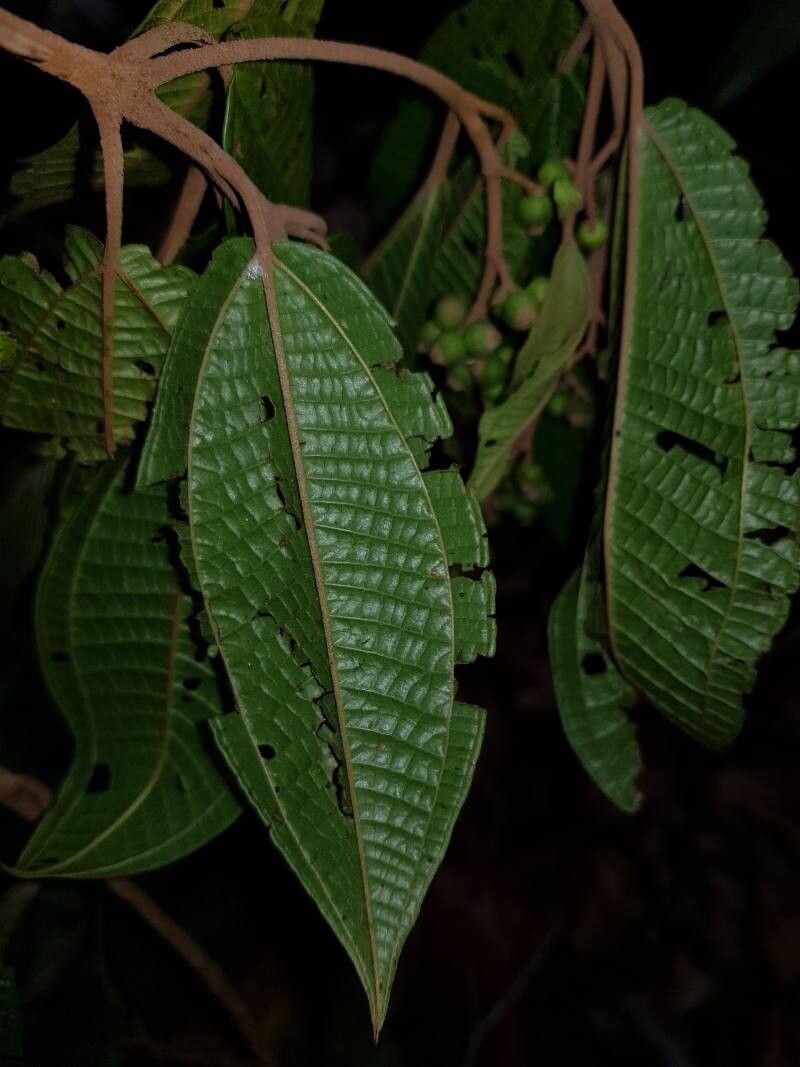 Miconia multispicata leaf