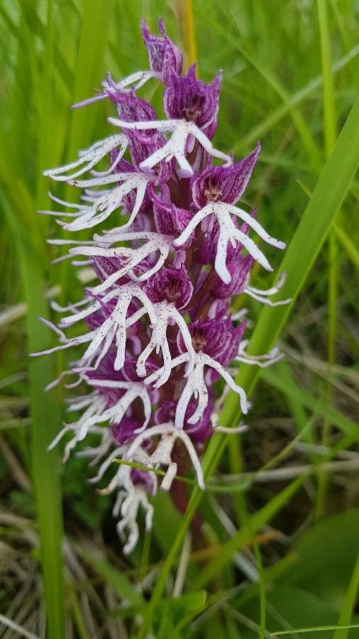 Orchis x angusticruris flower