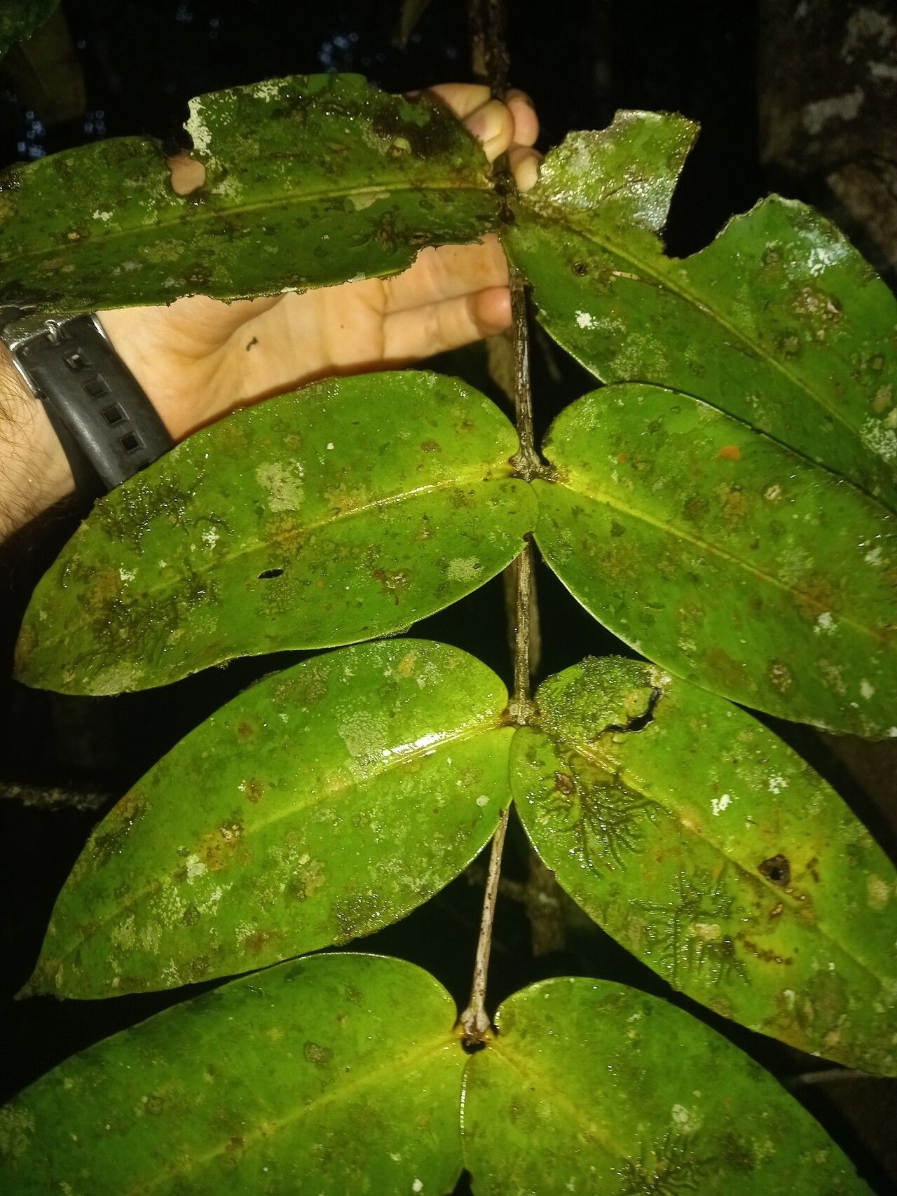 Mouriri sideroxylon leaf
