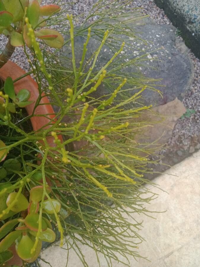 Psilotum nudum flower