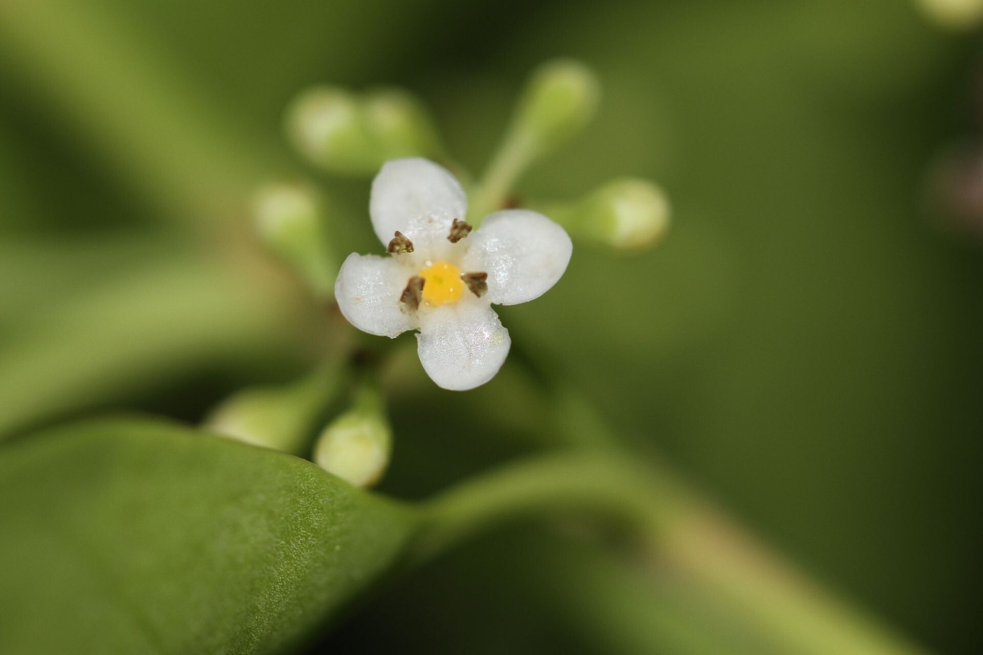Ilex sebertii flower