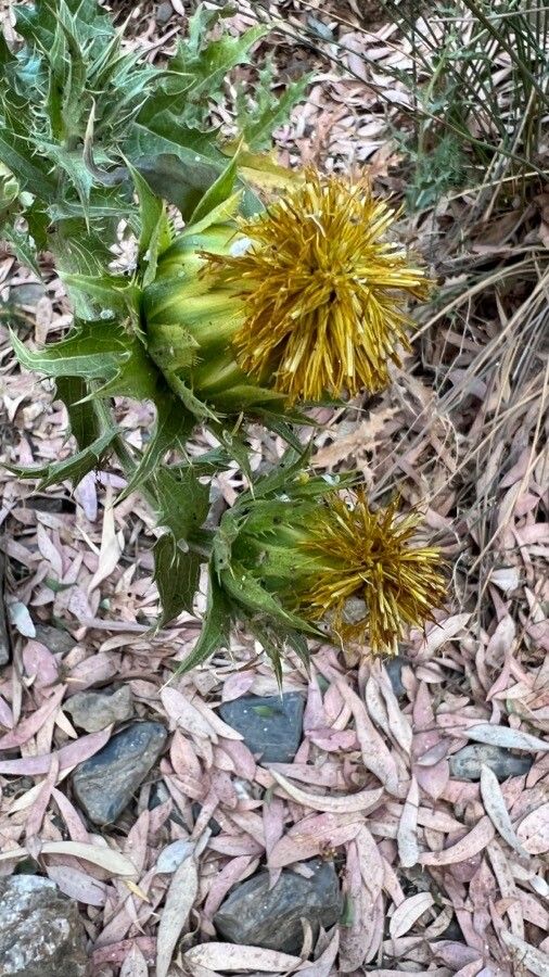 Carthamus arborescens flower