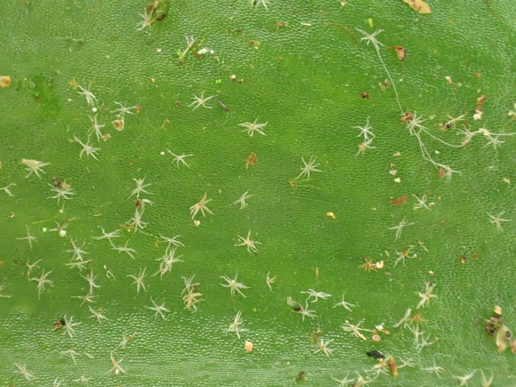 Pyrrosia schimperiana leaf