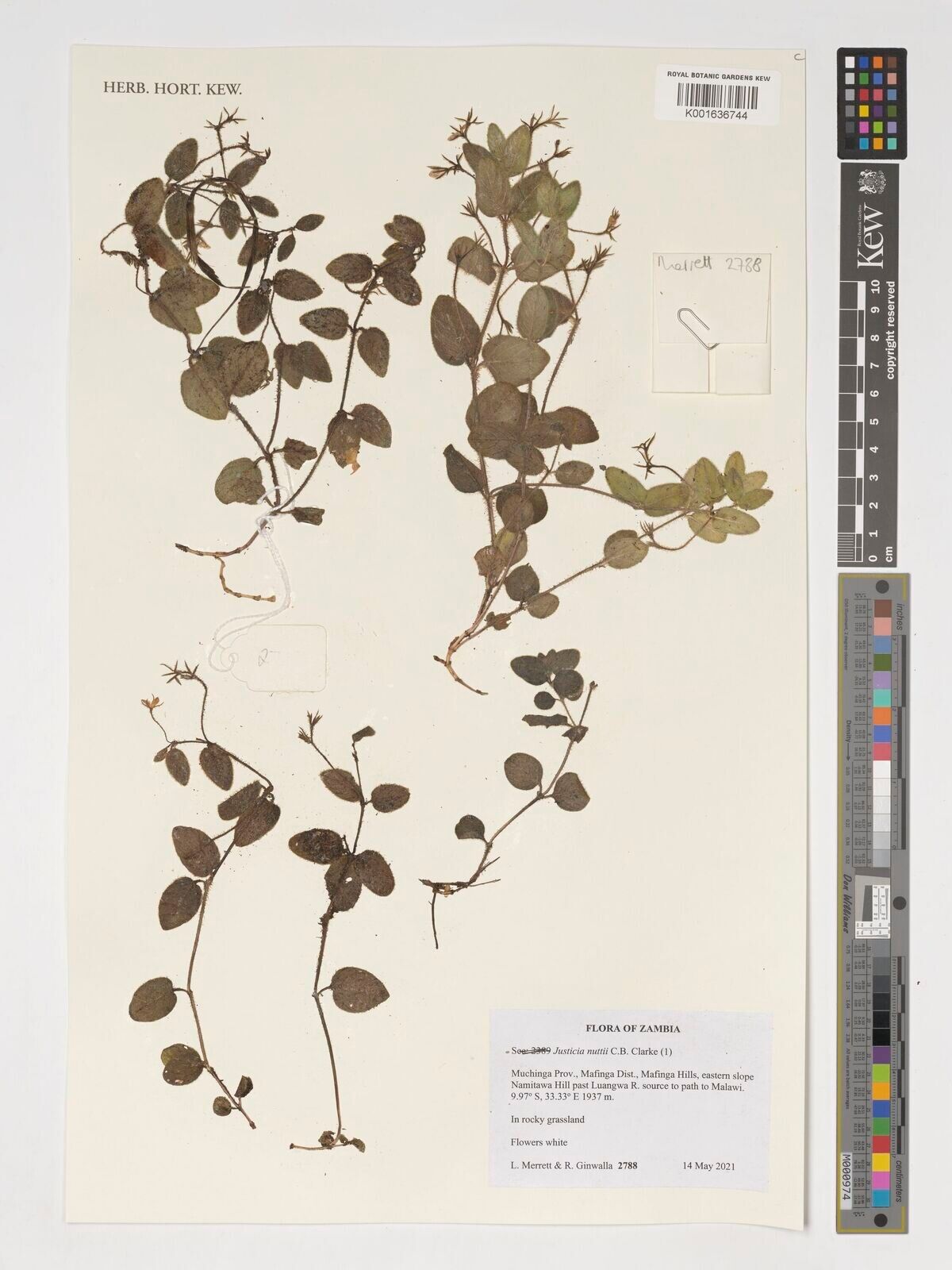 Justicia nuttii — houseplant care guide