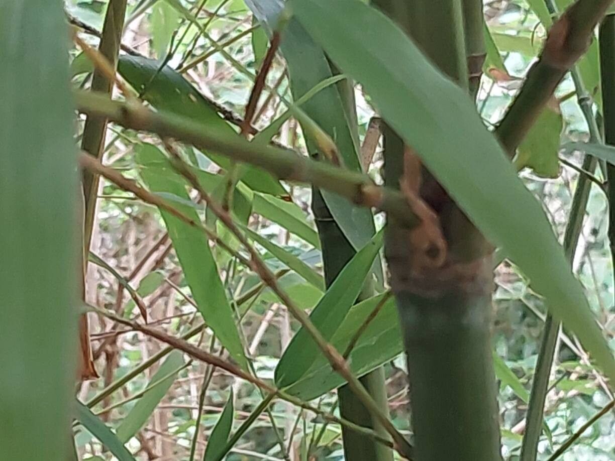 Phyllostachys angusta other