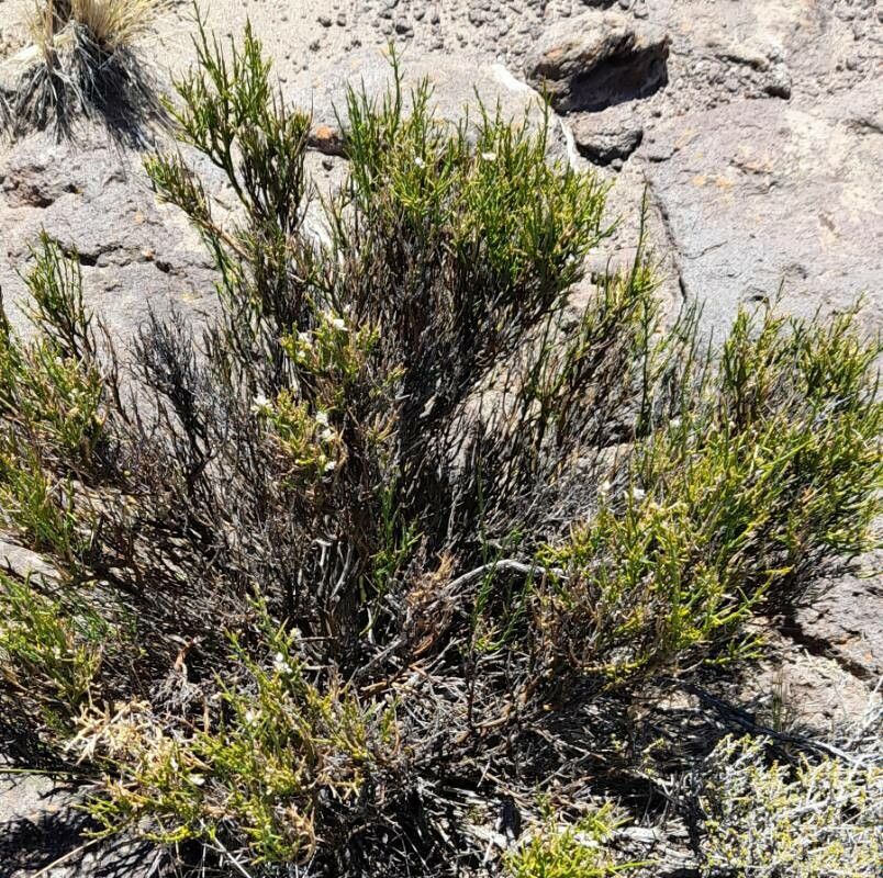 Polygala spinescens habit