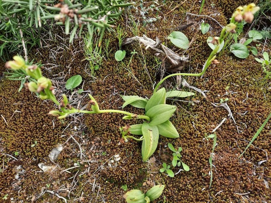 Ophrys lupercalis leaf