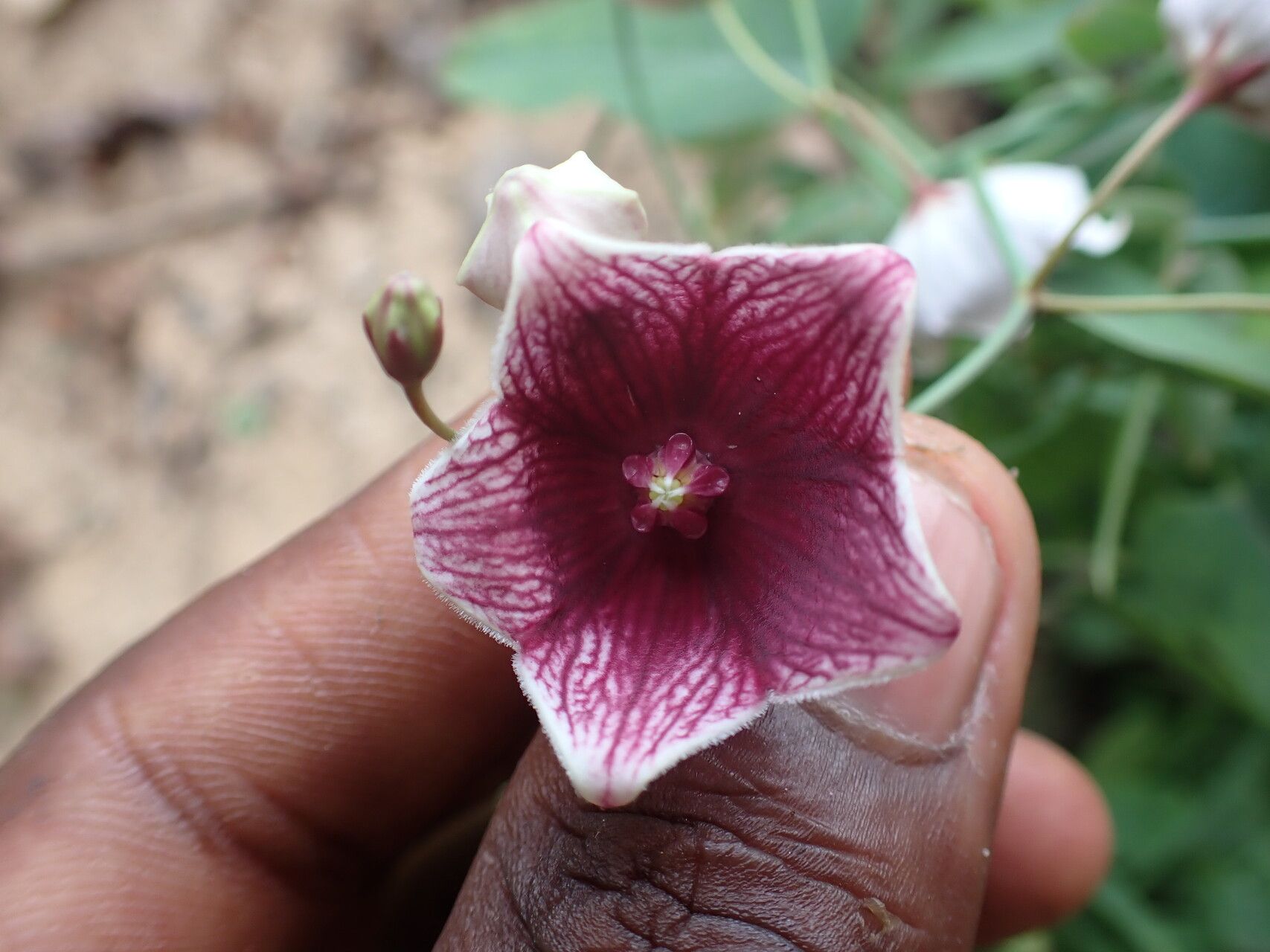 Oxystelma bornouense flower