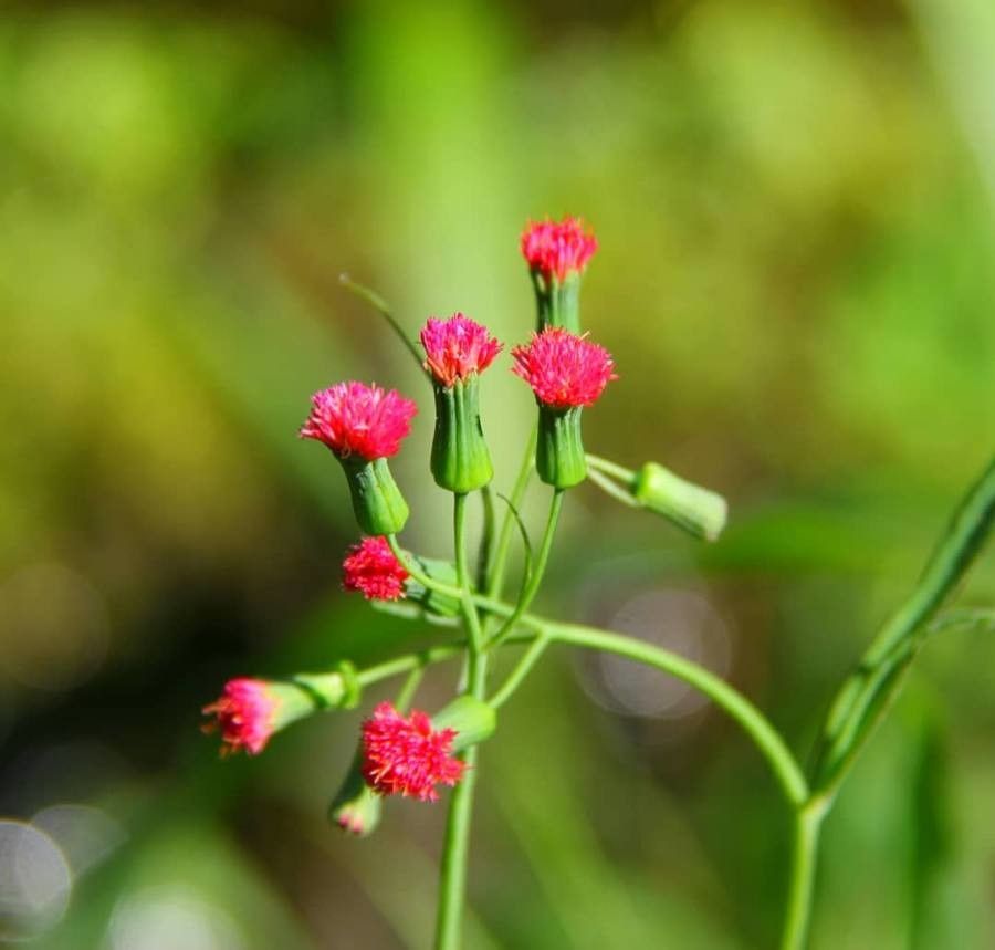 Emilia fosbergii flower
