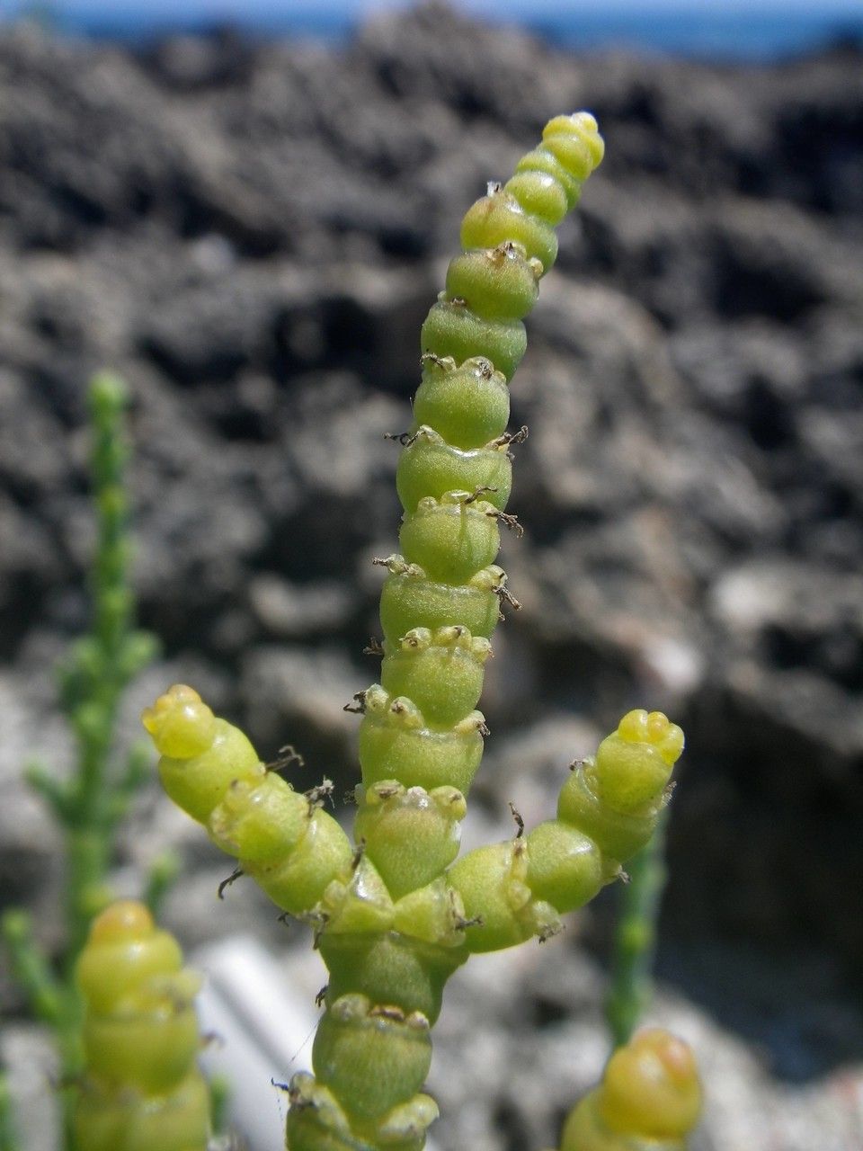 Arthrocaulon macrostachyum fruit