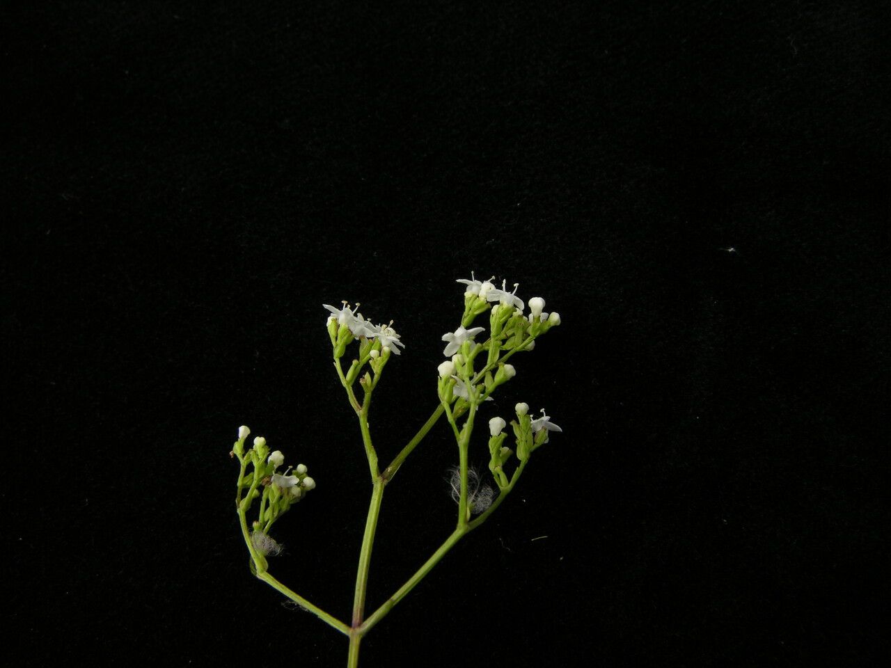 Valeriana jatamansi habit
