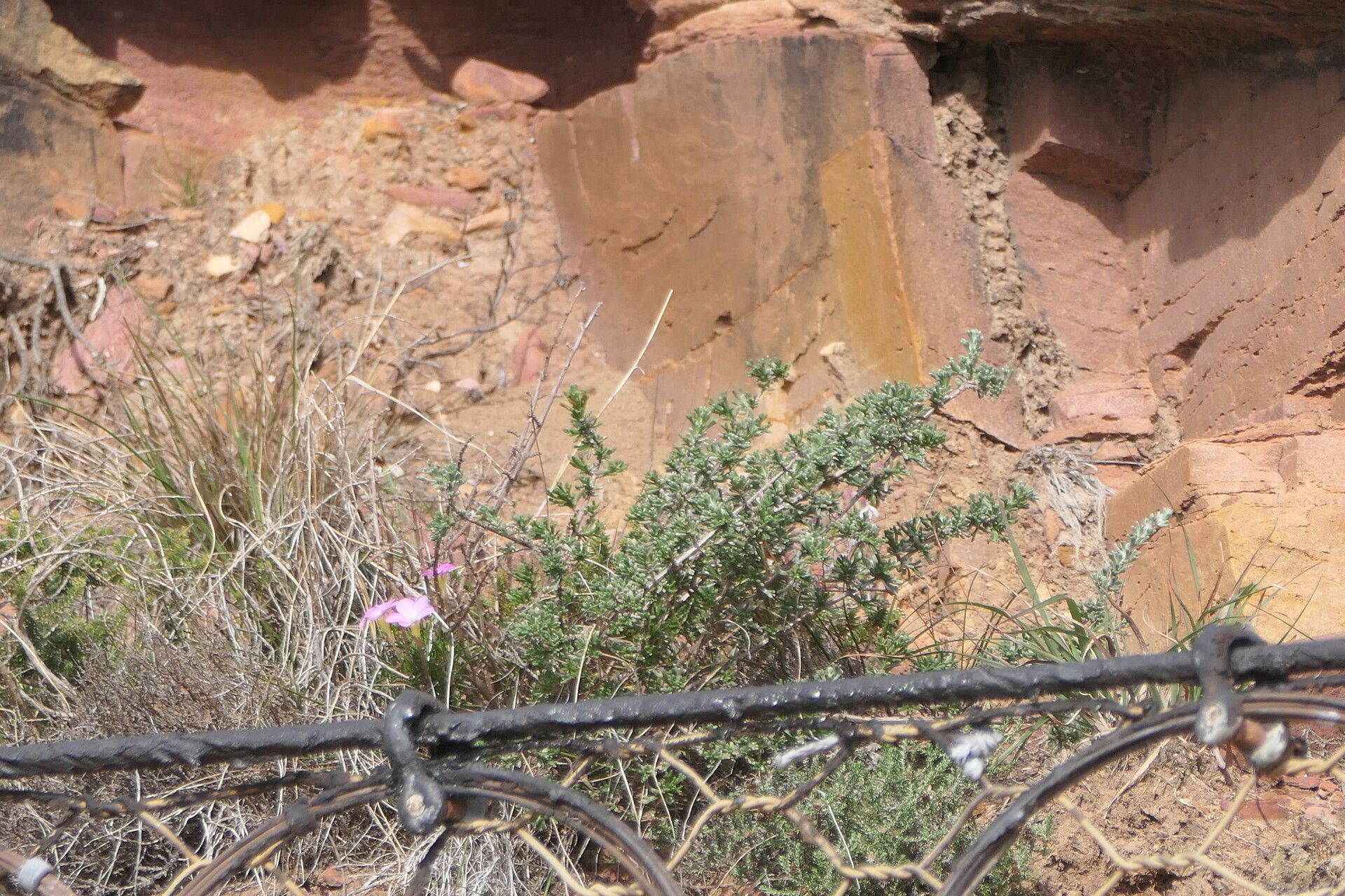 Asparagus capensis — search result for 'Namibia'