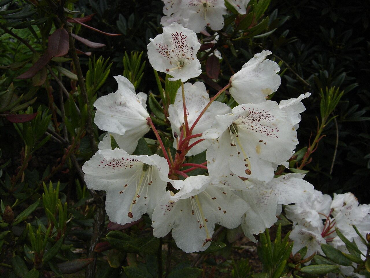 Rhododendron aberconwayi flower