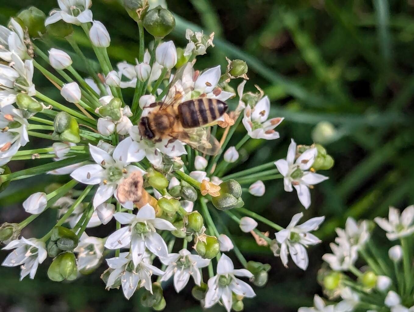 Allium ramosum flower