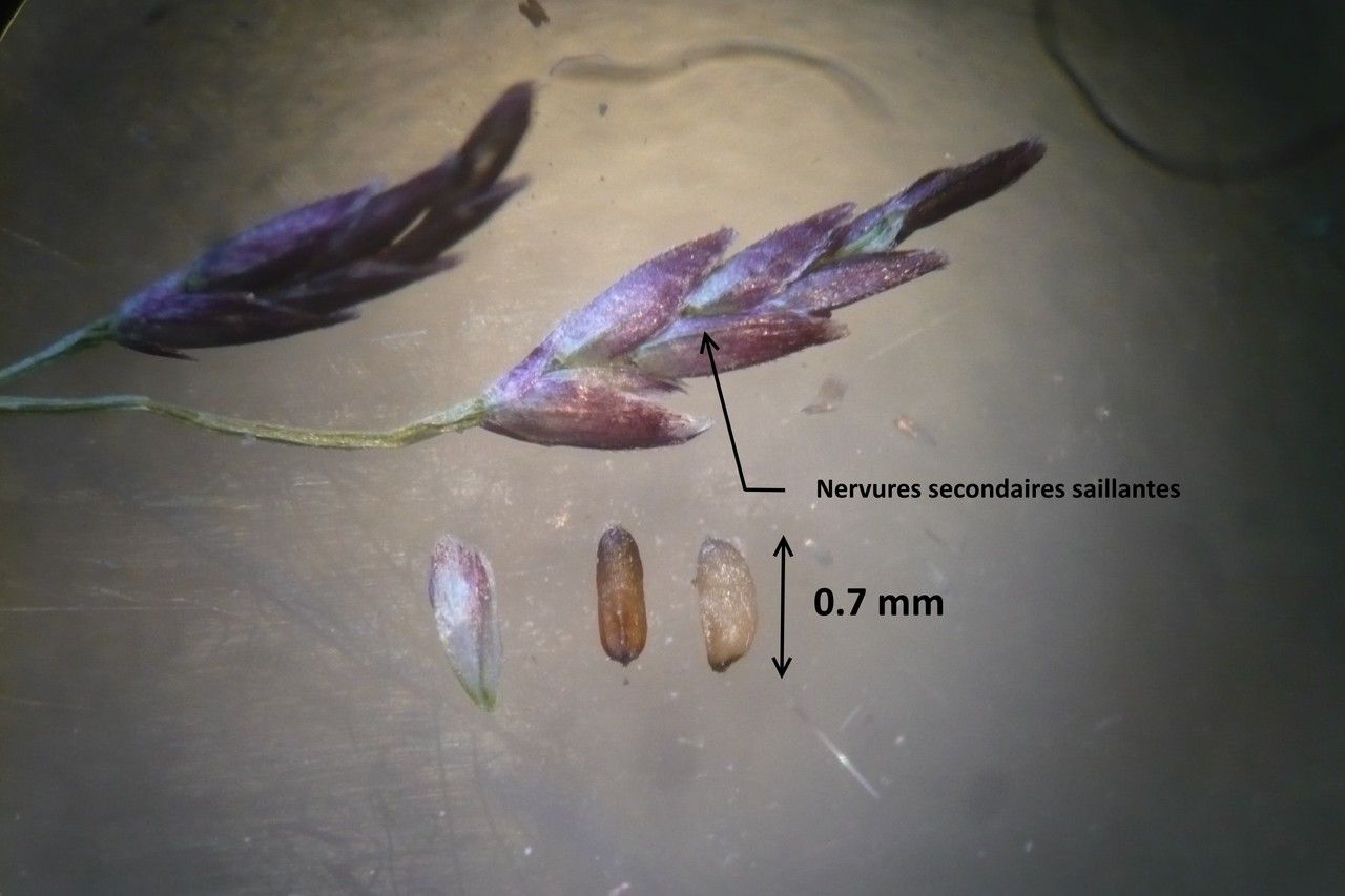 Eragrostis multicaulis — search result for 'Eragrostis'