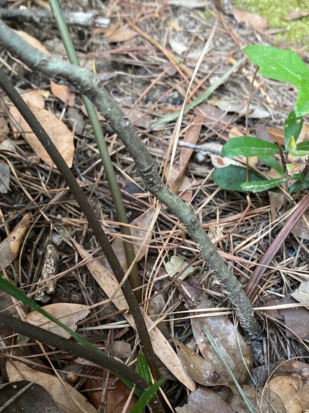 Quercus austrina bark