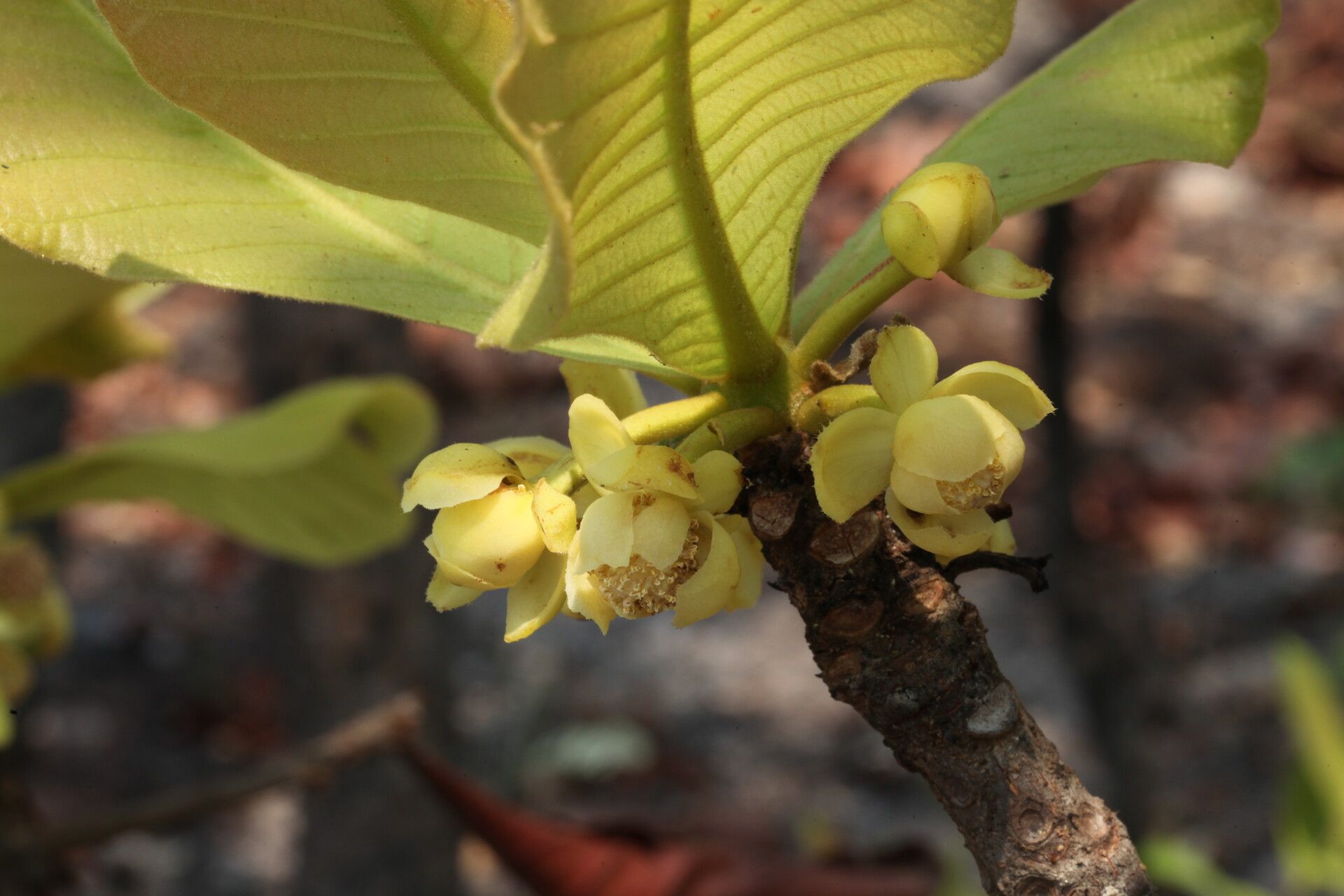 Uapaca pilosa flower