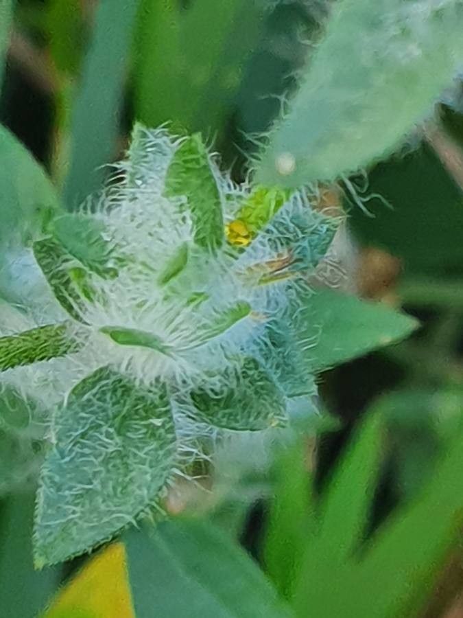 Justicia heterocarpa leaf