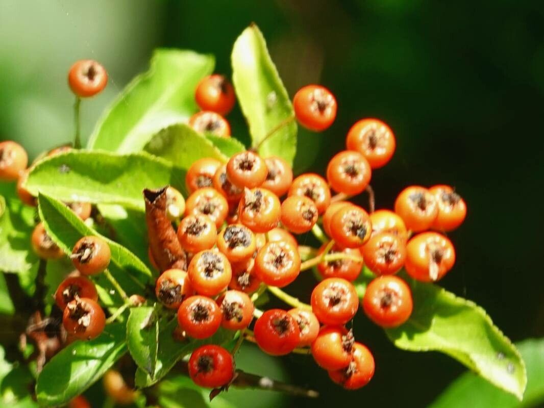 Pyracantha rogersiana fruit