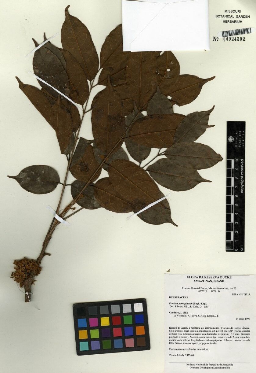 Protium ferrugineum — houseplant care guide