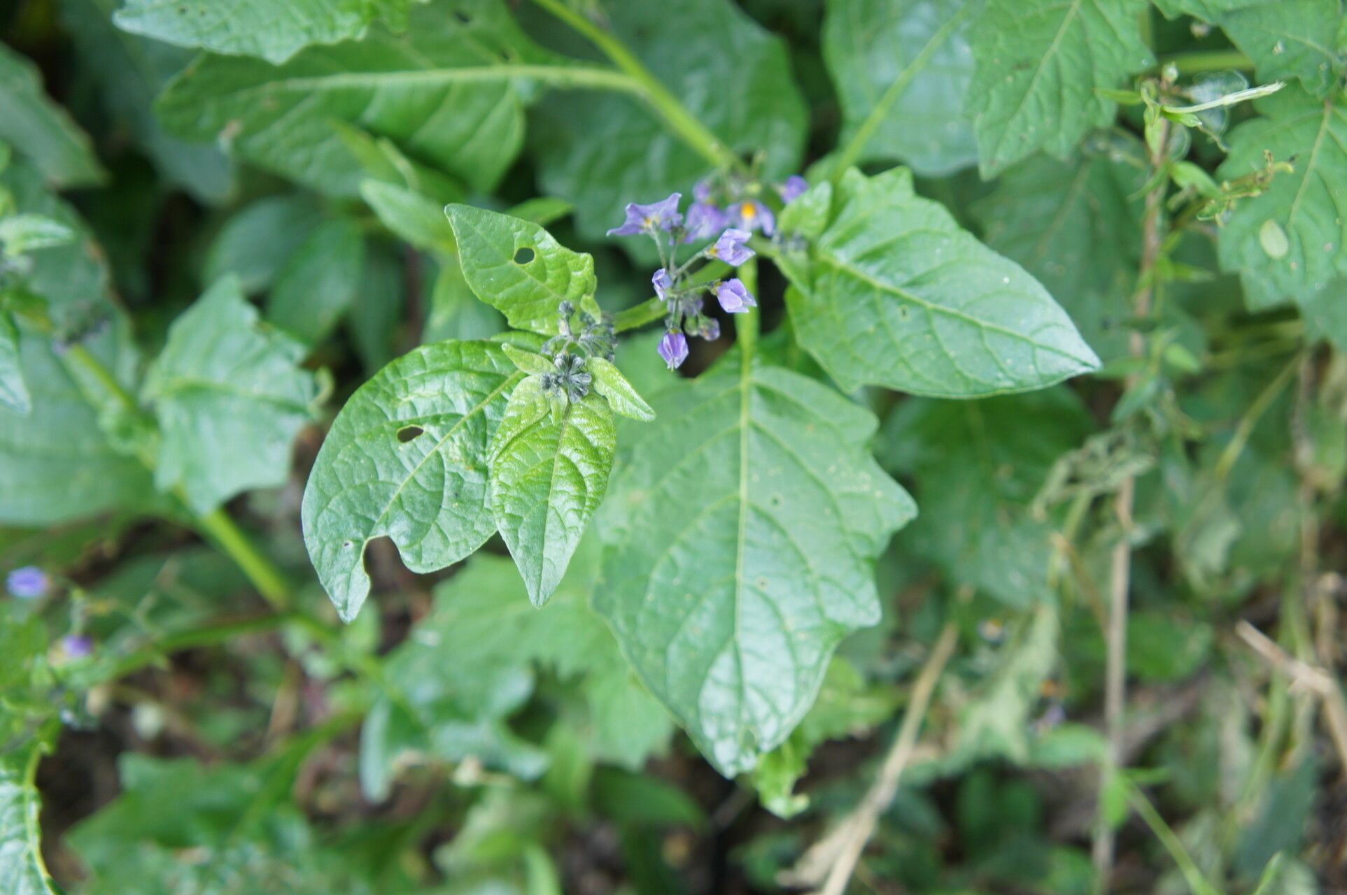 Solanum grandidentatum — houseplant care guide