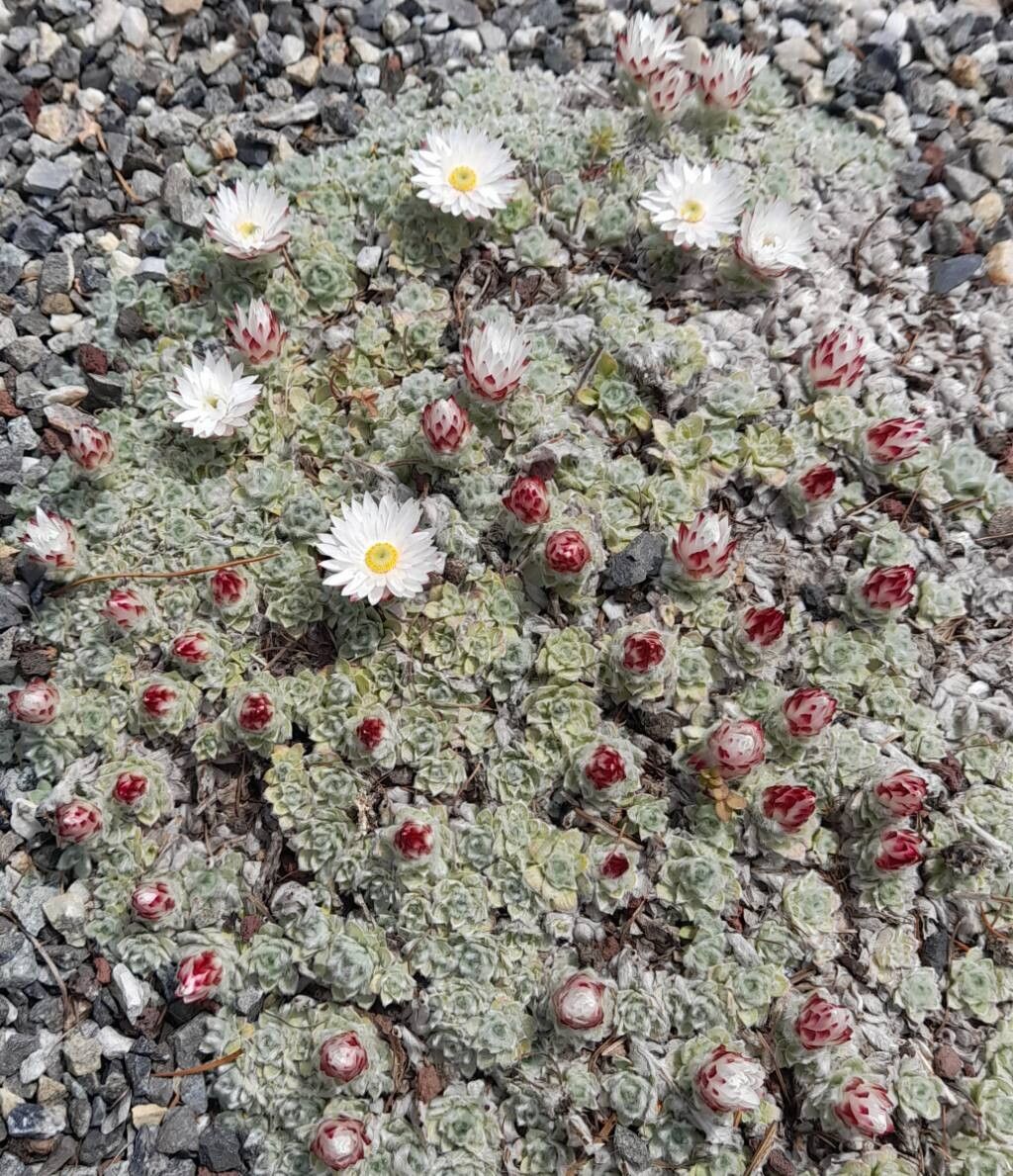 Helichrysum milfordiae habit