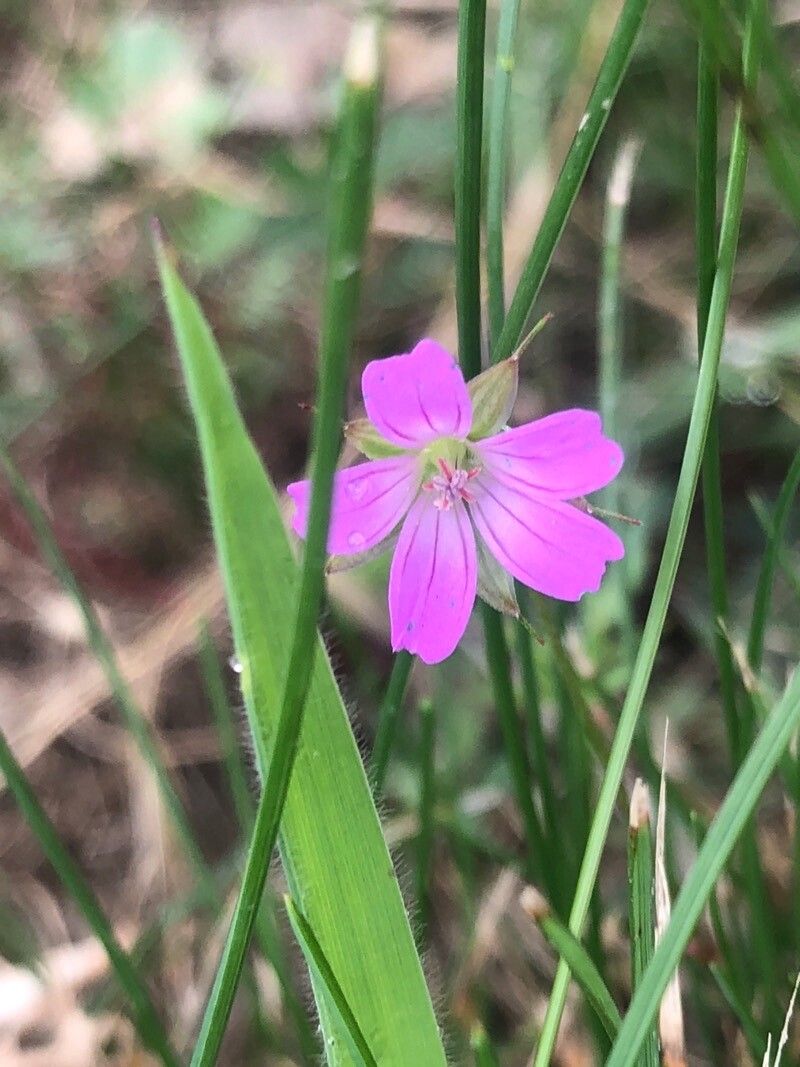 Geranium columbinum flower