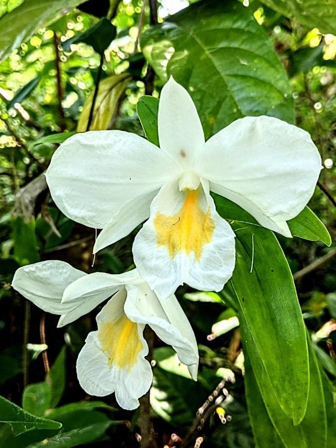 Dendrobium formosum flower