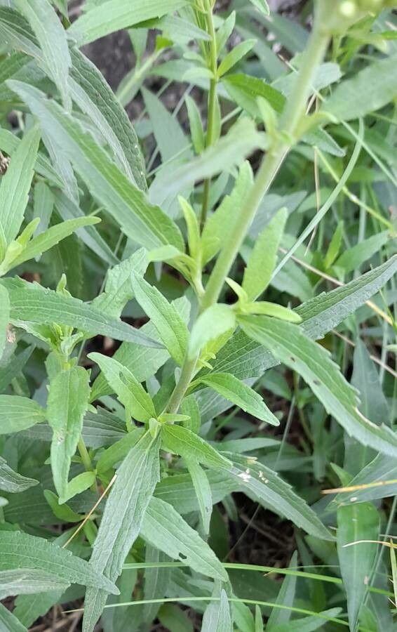 Chromolaena arnottiana leaf