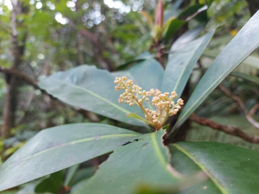 Badula nitida flower