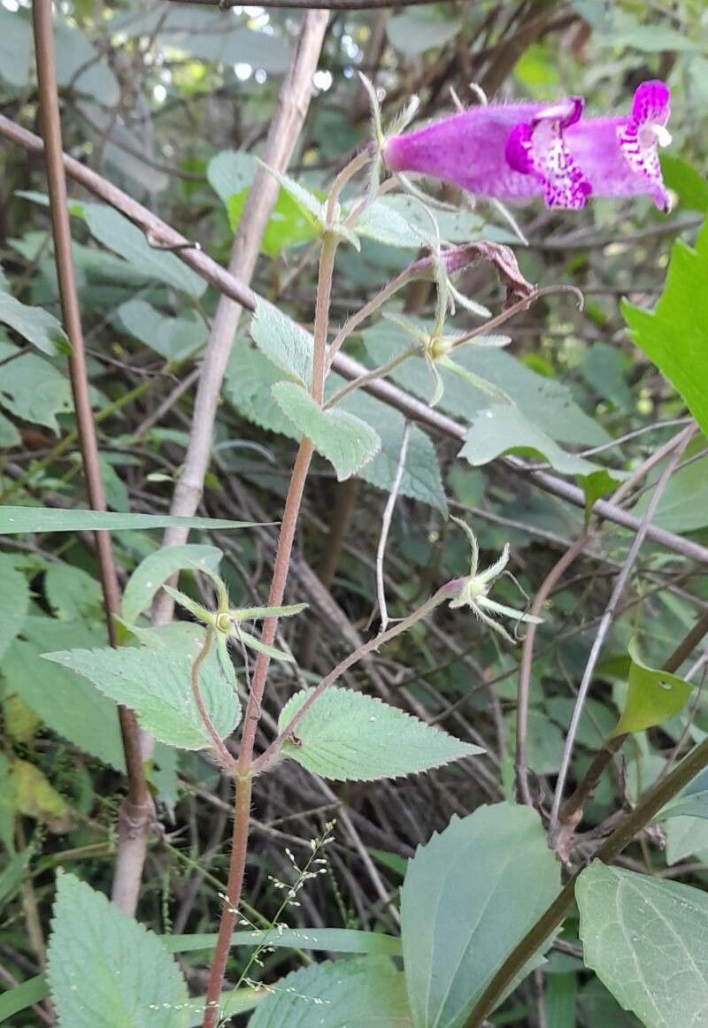 Gloxinia gymnostoma habit